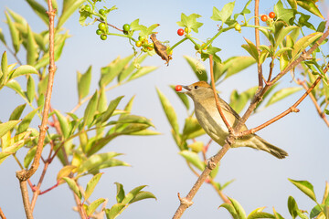 Fototapeta premium A Eurasian Blackcap 'Sylvia atricapilla' perched on a branch, feeding on berries in the Raso de Portillo Lagoons, Valladolid, Spain.