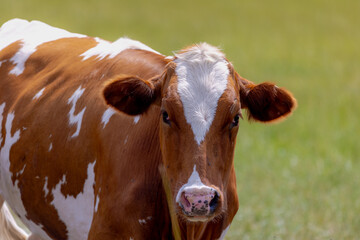 Portrait of orange brown cow with white spots standing on green meadow in summer, Cattle are large, Domesticated, Bovid ungulates widely kept as livestock, Open farm with dairy cattle in Netherlands
