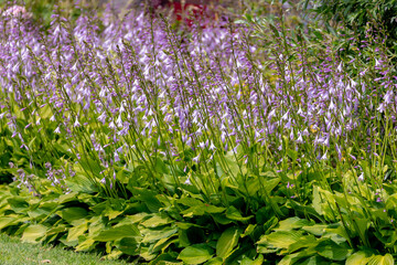 Selective focus purple pink flowers of Hosta sieboldiana in the garden, Plantain lilies are widely cultivated as shade-tolerant foliage plants, The genus is currently placed in the family Asparagaceae