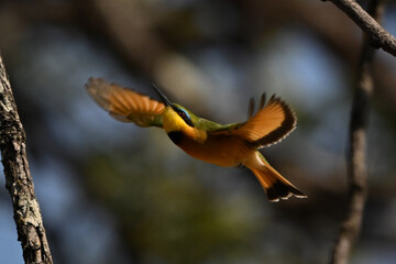 Little bee-eater spreads wings and looks up