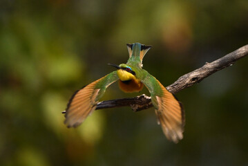 Little bee-eater takes off from bare bough