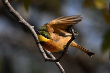 Little bee-eater takes off from curved bough