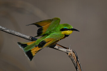Little bee-eater takes off from broken bough