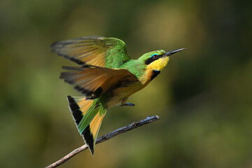 Little bee-eater takes off from slender bough