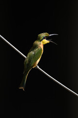 Little bee-eater opens beak on diagonal wire