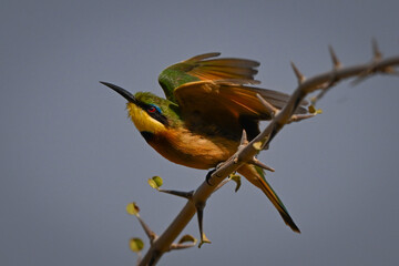 Little bee-eater takes off from thornbush branch