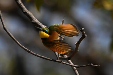 Little bee-eater taking off from bare branch