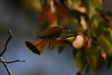 Little bee-eater takes off past leafy branch