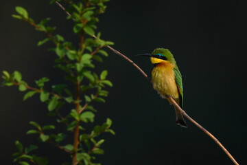 Little bee-eater with catchlight near leafy branch