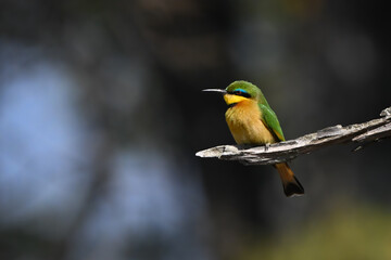Little bee-eater with catchlight on dry log