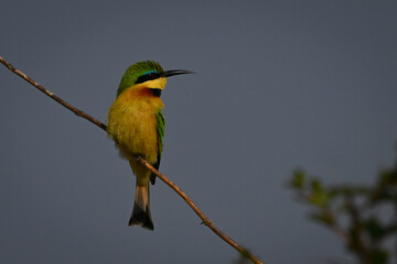 Little bee-eater turns head on diagonal bough