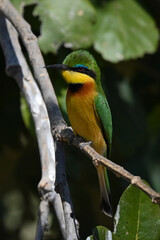 Little bee-eater with catchlight in leafy bush