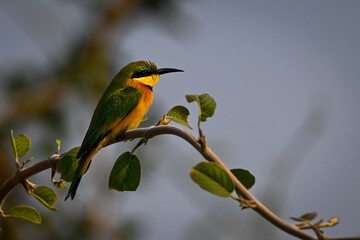 Little bee-eater with catchlight on bent branch