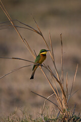 Little bee-eater weighing down curved grass stalk
