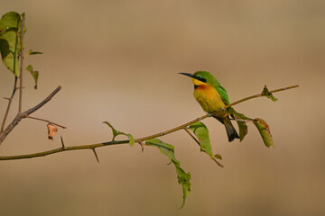 Little bee-eater with catchlight on leafy bough