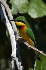 Little bee-eater with catchlight on leafy bush