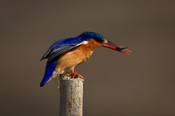 Malachite kingfisher carries bug on sawn-off post