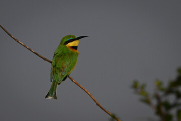Little bee-eater with catchlight on slender bough