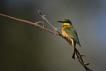 Little bee-eater with catchlight on twisted vine