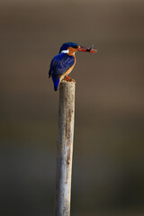 Malachite kingfisher carries insect on sawn-off post