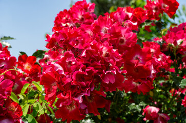 Cluster of vibrant red Dortmund Roses in full bloom, their petals rich and velvety, set against backdrop of bright green leaves under clear blue sky