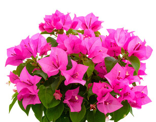 Tropical Bouvardia Flower Arrangement with Green Leaves, isolated on transparent background.