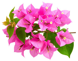 Bouvardia Flower Branch with Buds and Blossoms, isolated on transparent background.