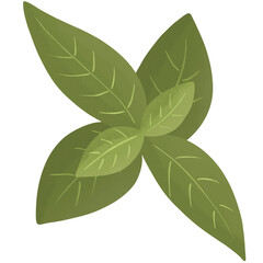 basil herb leaves