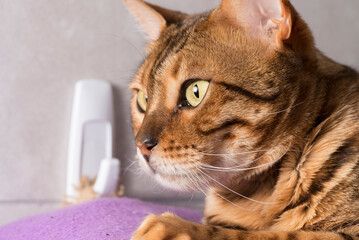 Gato bengal primer plano