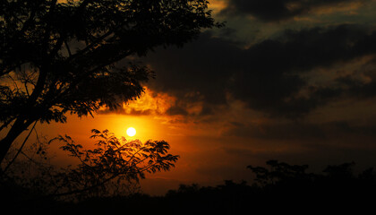 sillhouette of tree at orange sunset