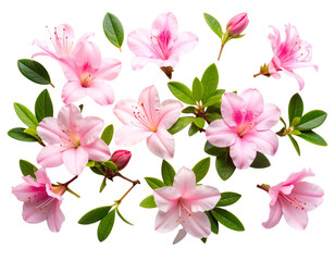 Flat Lay Arrangement of Azalea Flowers and Greenery, isolated on transparent background.