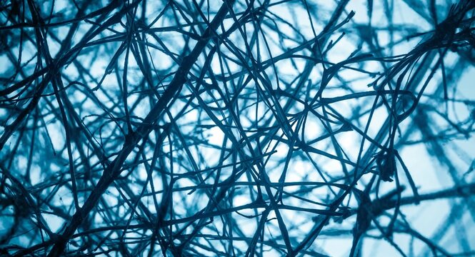 Abstract blue tangle of thin branches against a bright white background creating a web like pattern
