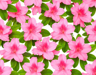Repeating Floral Pattern of Azalea Flowers and Leaves, isolated on transparent background.