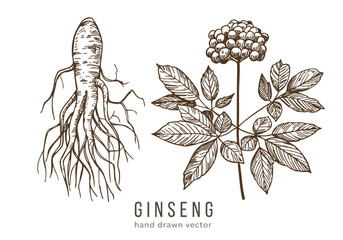 Ginseng root, hand drawn sketch, engraving style, realistic vector monochrome illustration