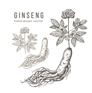 Ginseng root, hand drawn sketch, engraving style, realistic vector monochrome illustration