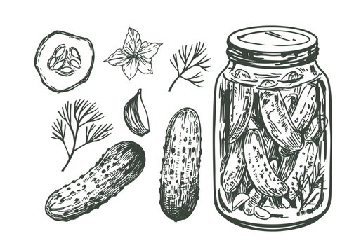 Pickles, cucumbers in a jar, hand drawn sketch, realistic vector illustration