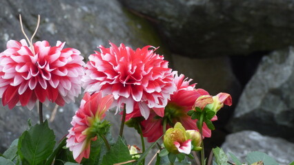 a closeup shot of blooming red flowers in the garden.red dahlia flowers in the garden on a sunny summer day