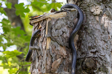Biacco attacca piccolo di cinciallegra nel nido.