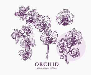 Orchid set, hand drawn flower sketch, engraving style, realistic vector monochrome illustration