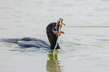 Giovane di cormorano che preda un gambero di lago.