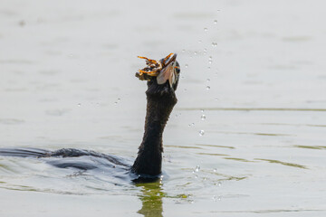 Giovane di cormorano che preda un gambero di lago.