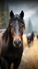 Obraz premium Black horse with an expressive face walking through a golden field at dusk near a forest