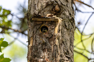 Piccolo di cinciallegra si appresta a lasciare il nido.