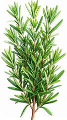 Obraz premium Fresh Green Rosemary Sprig on White Background
