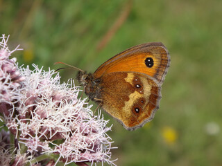 Fototapeta premium Hedge brown butterfly (Pyronia tithonus), also known as the gatekeeper, feeding on hemp agrimony flowers