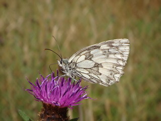 Marbled white (Melanargia galathea) butterfly, female feeding on knapweed flower