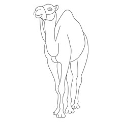 Camel line art vector design. Camel outline illustration design.