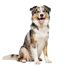 Fototapeta premium Adorable Australian Shepherd Dog Sitting, Studio Shot