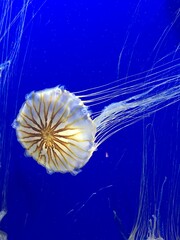 Vibrant Jellyfish at the Georgia Aquarium 