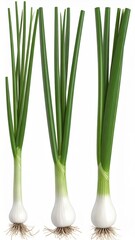 Obraz premium Three Fresh Scallions on White Background